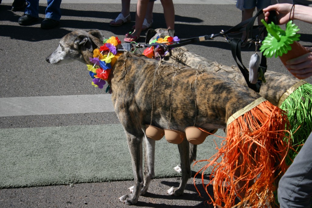 greyhound costumes