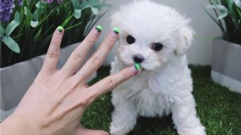 toy maltese puppies