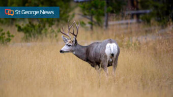 See mule deer at upcoming DWR viewing event