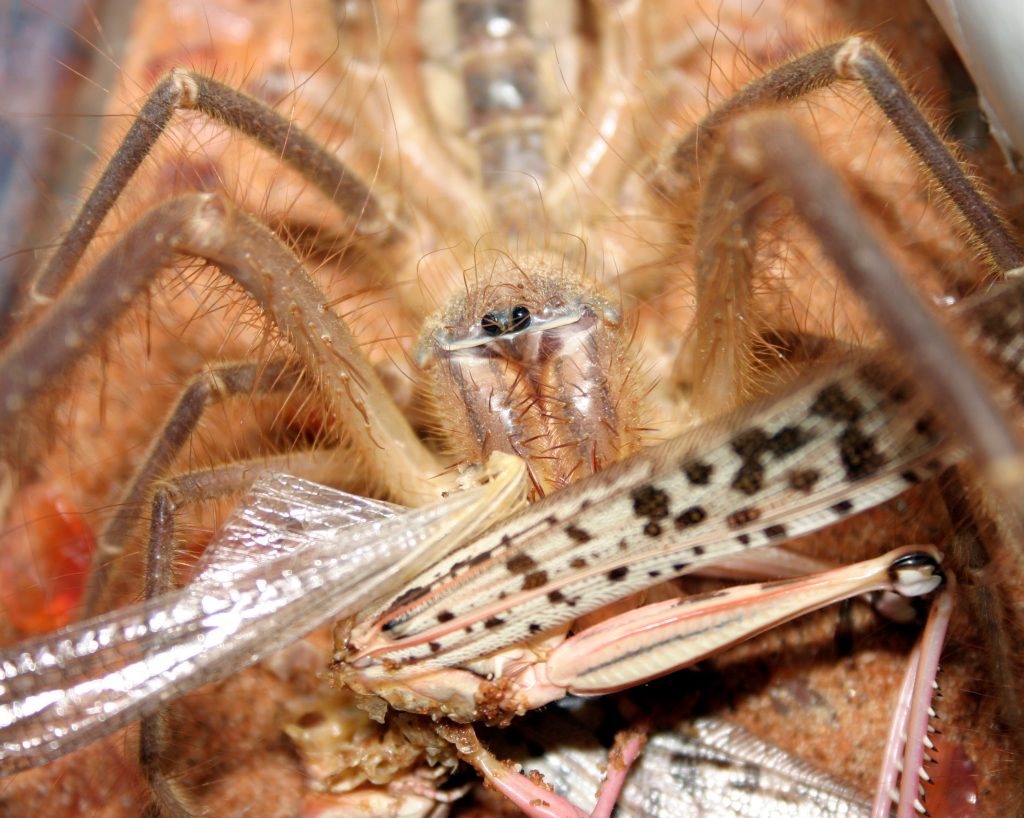 desert vinegaroon spider